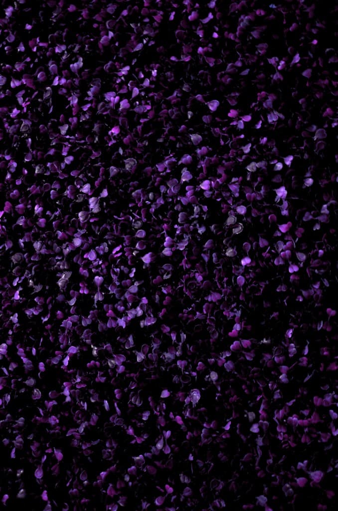 Dense purple foliage texture